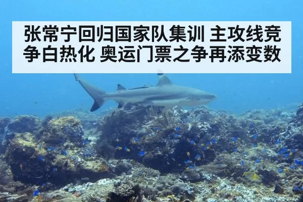 张常宁回归国家队集训 主攻线竞争白热化 奥运门票之争再添变数